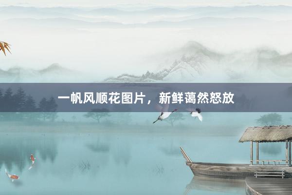 一帆风顺花图片，新鲜蔼然怒放